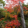 DSCF3227