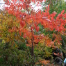 DSCF3193
