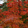 DSCF3204