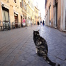 イタリアのシニョールNEKO①