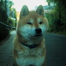 犬