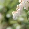 白い花