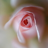 魅惑の薔薇・・・