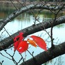 耳原公園にて