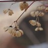 冬のかたち-マユミ1