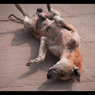 half WilD Dog