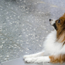Good boy