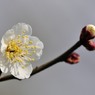 【梅】②20140201