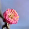 【梅】④20140201