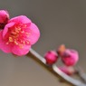 【梅】⑤20140201