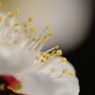 【梅】⑥20140201