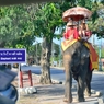Elephant walk way