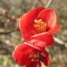 木瓜
