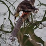 水辺の鳥