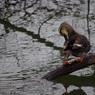 水辺の鳥