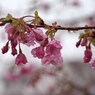 花に雨-1