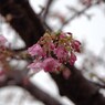 花に雨-2