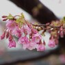花に雨-3