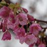 花に雨-4