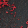 蔦