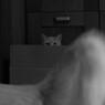 ネコの居る日常 - 16