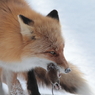 キタキツネ