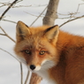 キタキツネ