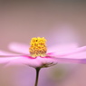 黄色の芯
