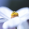 透ける花びら