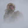 Snowy Monkey