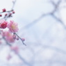 春はあけぼの・・・