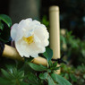 hana-1