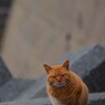 DSC_2240