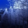朝の煌めき
