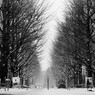 Snowing Tokyo