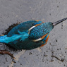 カワセミの頭頂