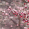 早春爛漫