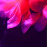 Art Aquarium