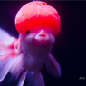 Art Aquarium