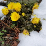 雪解けに咲く