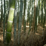 bamboo grove Ⅲ