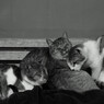 猫さん　ふれあい