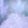 雪に咲く華
