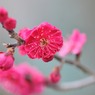 【鹿児島紅】20140211