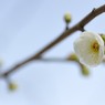 【大輪緑萼】20140211