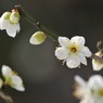 【月の桂】20140211
