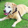 愛犬　labuchan