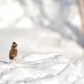 鳥のいる風景　カシラダカ