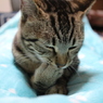 一緒にお昼寝