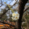 建仁寺の梅